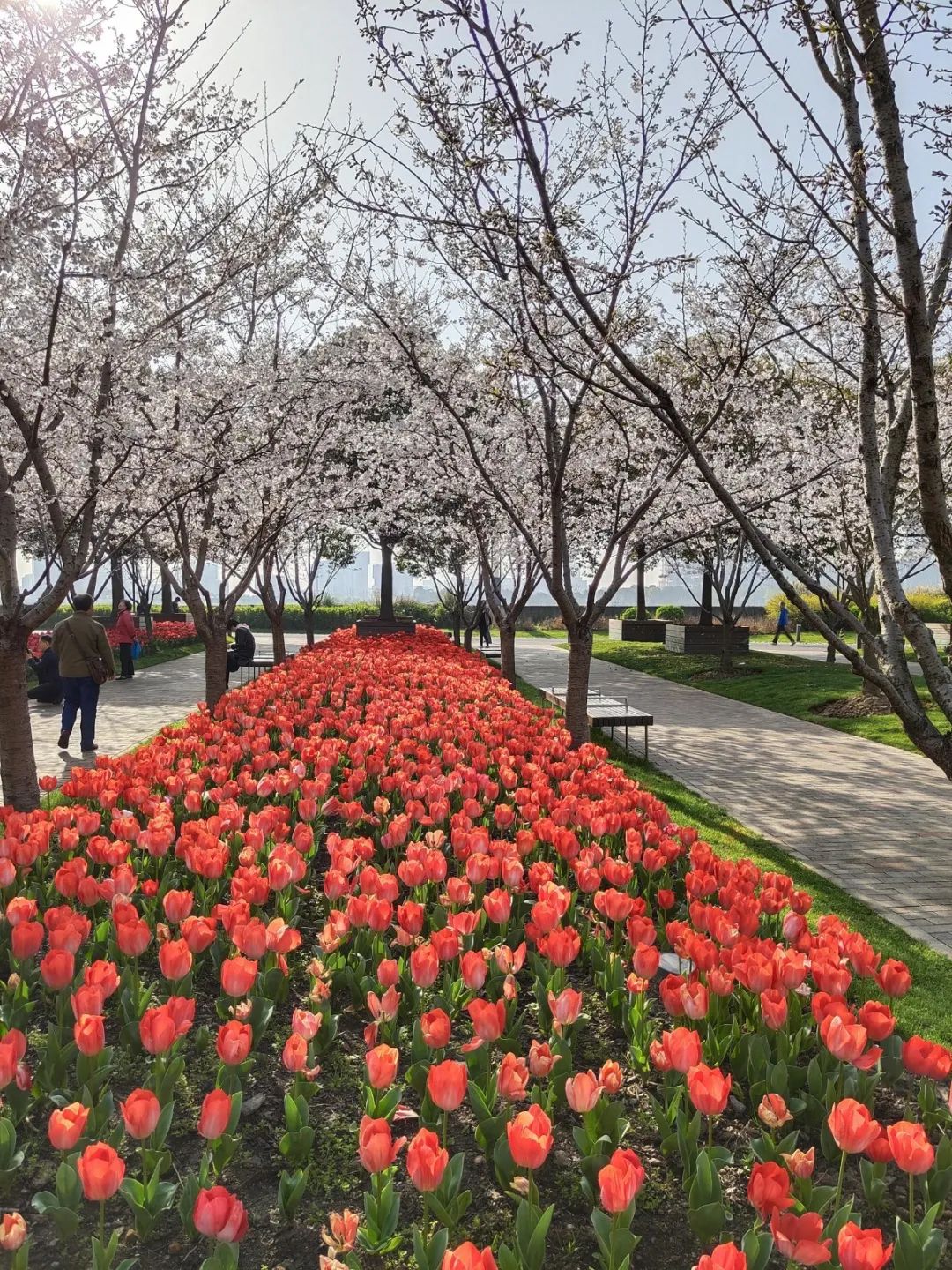 黄浦滨江琴键春园绿意浓郁金香配樱花美翻了