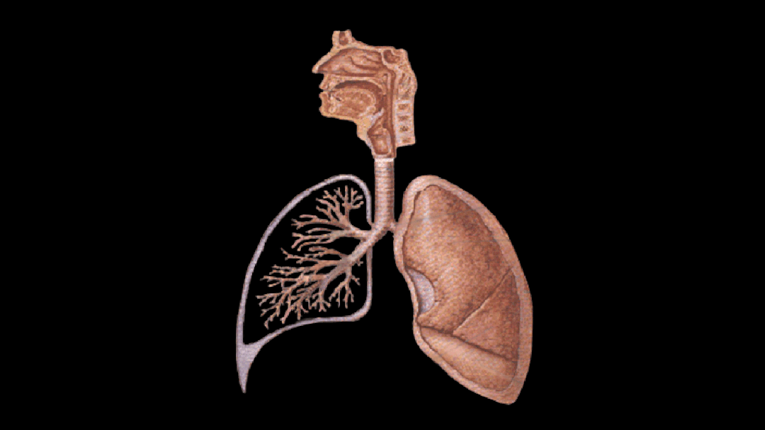 呼吸时肺的变化动态图图片