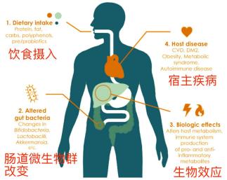 柳葉刀子刊保護腸道健康日常生活做好這5點