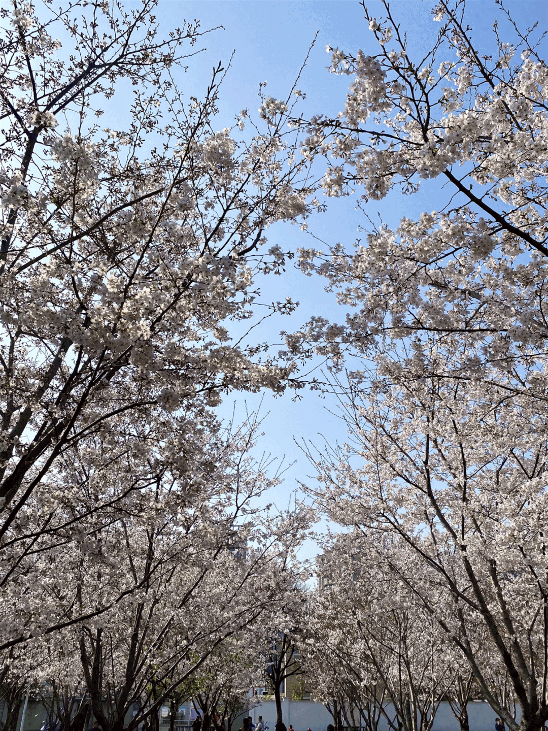 美!树上樱花,树下郁金香,琴键春园谱"春曲"