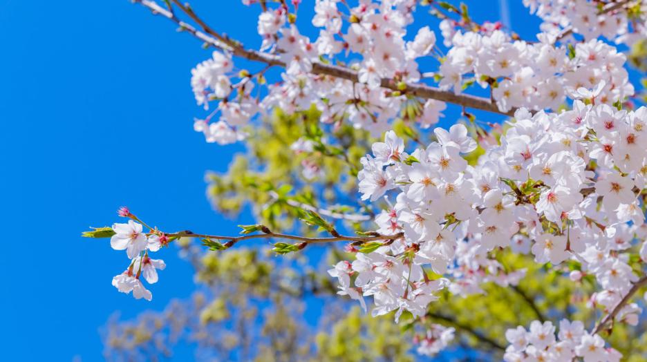 櫻花梨花玉蘭六合最美賞花線路出爐