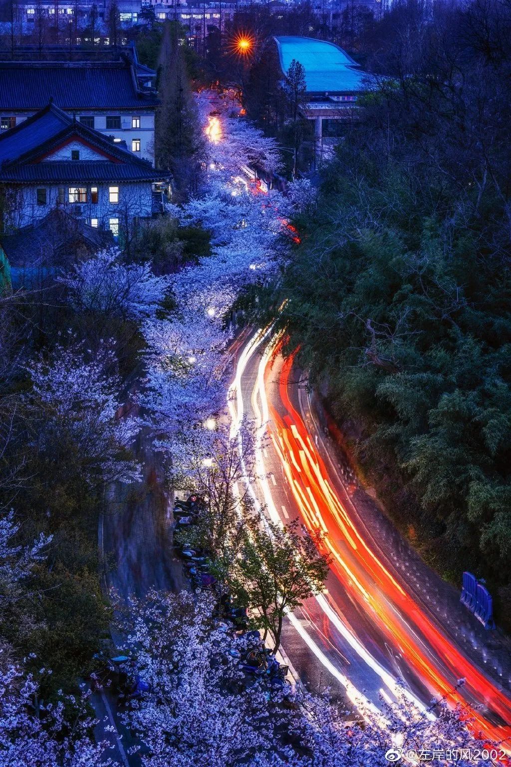 图源:@左岸的风2002 灯光璀璨 樱花在夜晚幻化着不同的色彩 如云似霞