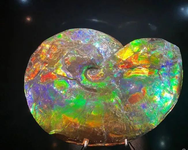 近500件奇珍异宝来闵行免费展出其中数十件获大世界基尼斯记录