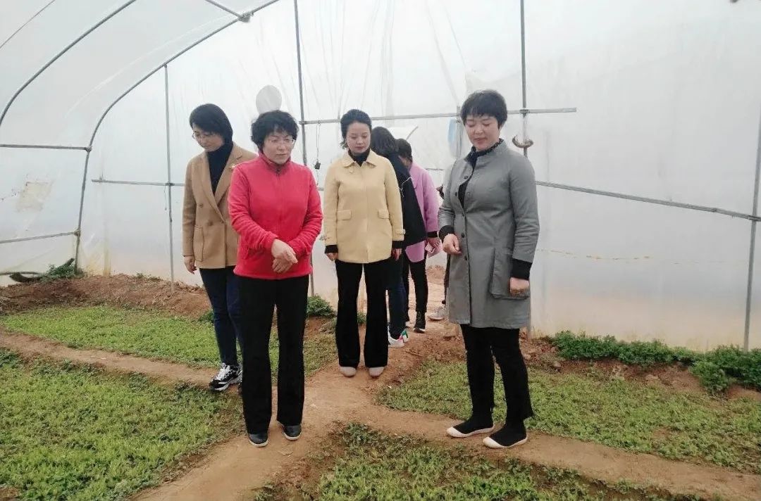 省妇联妇女发展部部长吴凤莲一行深入陇南调研指导妇女发展工作