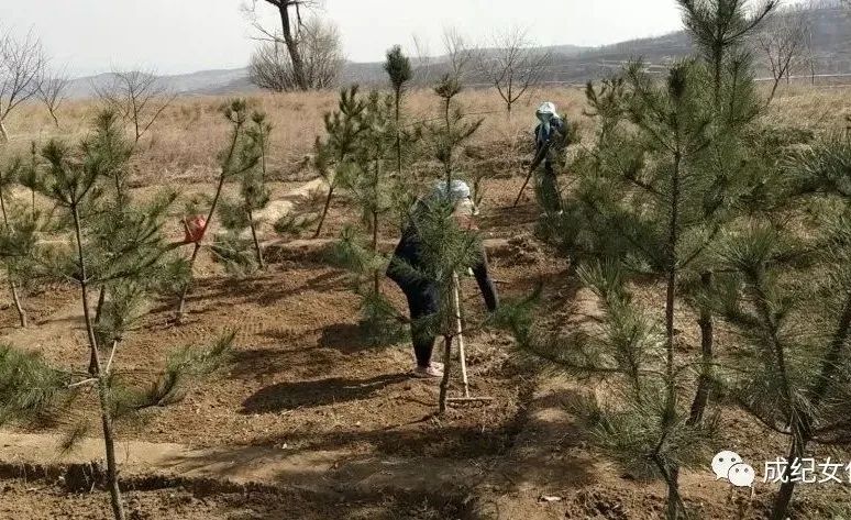 巾帼风采巾帼绿色行动静秦公路上的种花使者