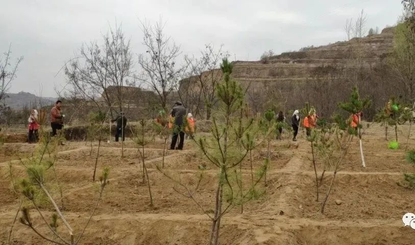 巾帼风采巾帼绿色行动静秦公路上的种花使者