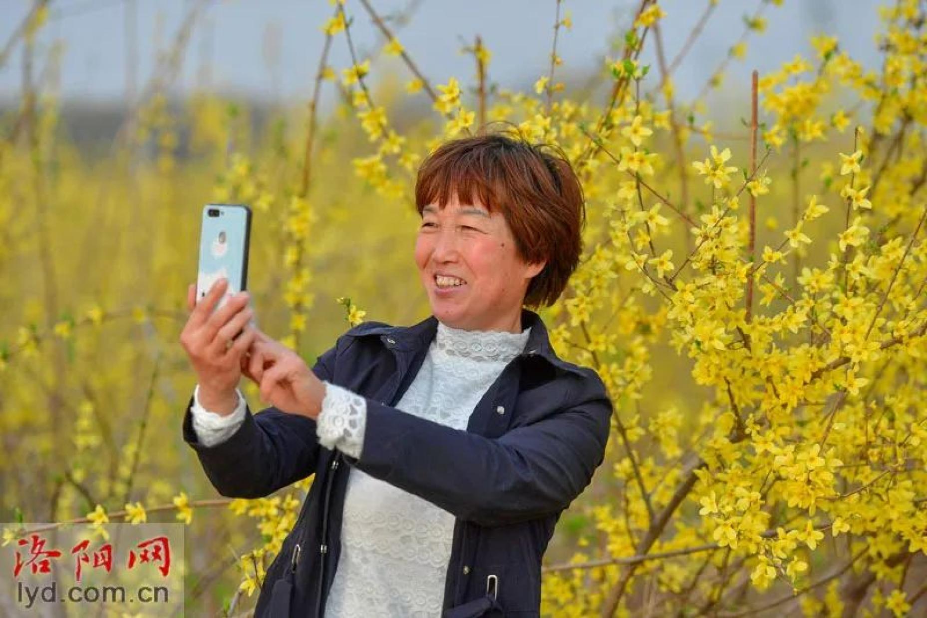 3月25日,在宜阳县白杨镇东庄村,千亩连翘盛开吸引游人驻足拍照.
