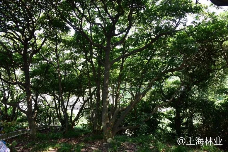 紅楠群落位於佘山島中西部山坡,調查到植物16種,其中