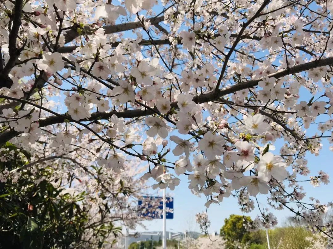 江南大学樱花