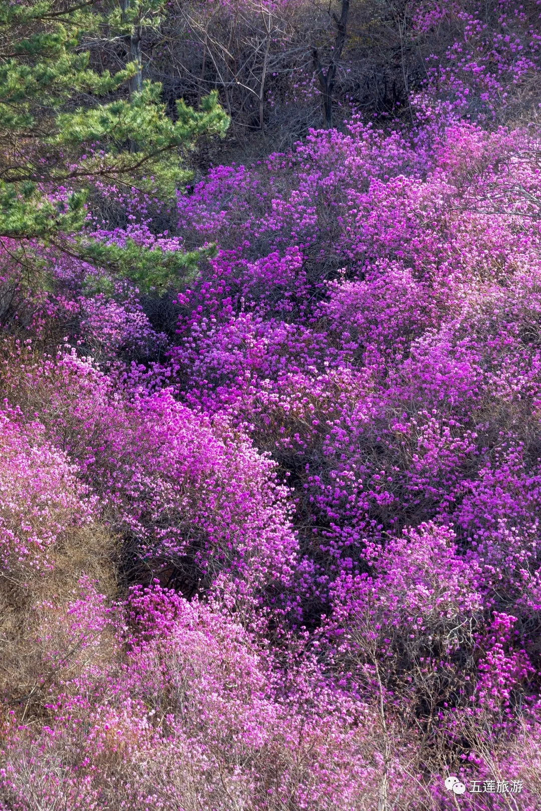 沐风三月五莲九仙山的兰槿花盛开了