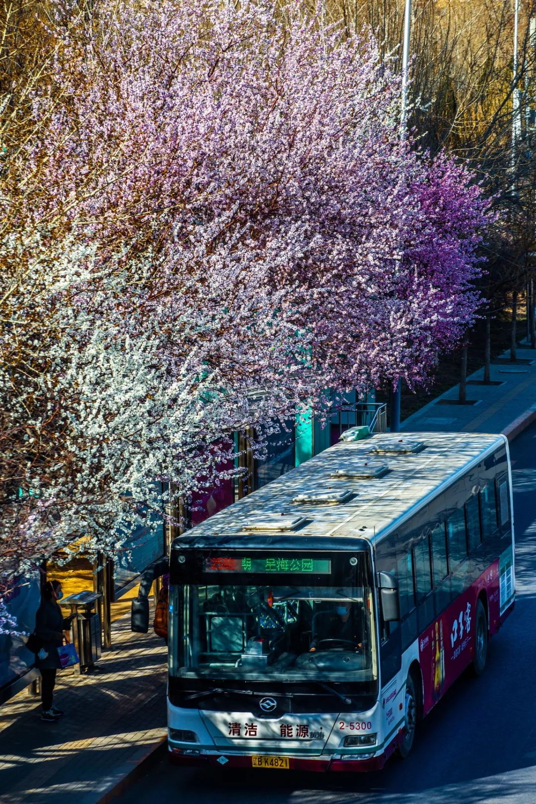 大连街头藏着市内桃源