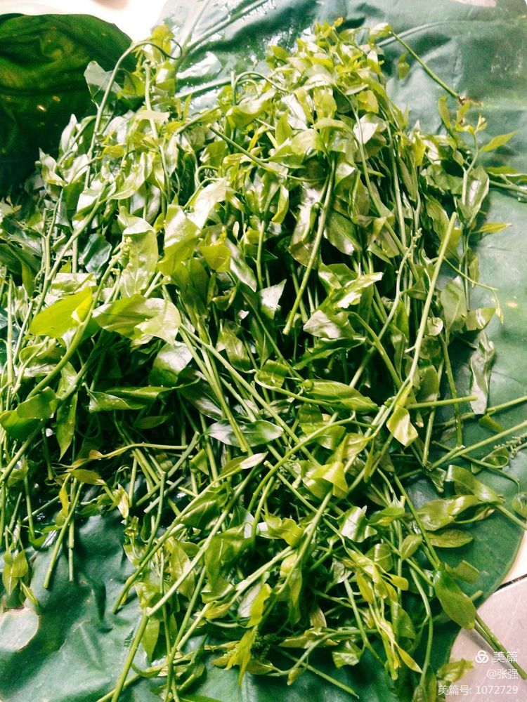 甜菜是云南一种鲜甜可口的特色野菜.