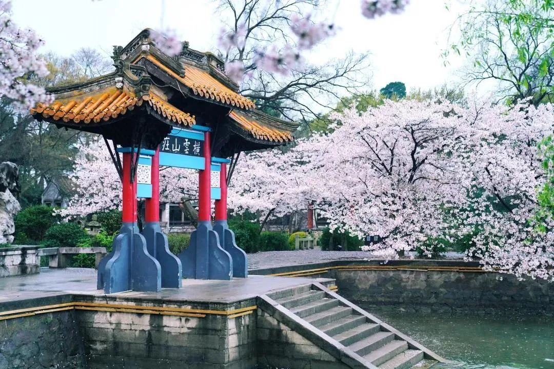 挽哥大魔王无锡太湖鼋头渚风景区的风采"太湖第一名胜,中华赏樱胜地"