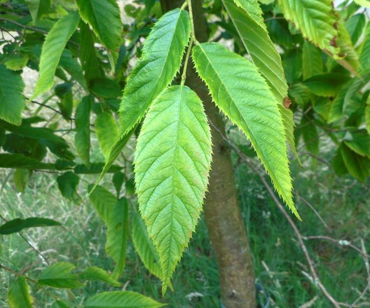 华东地区珍稀濒危植物天目铁木入住上海植物园