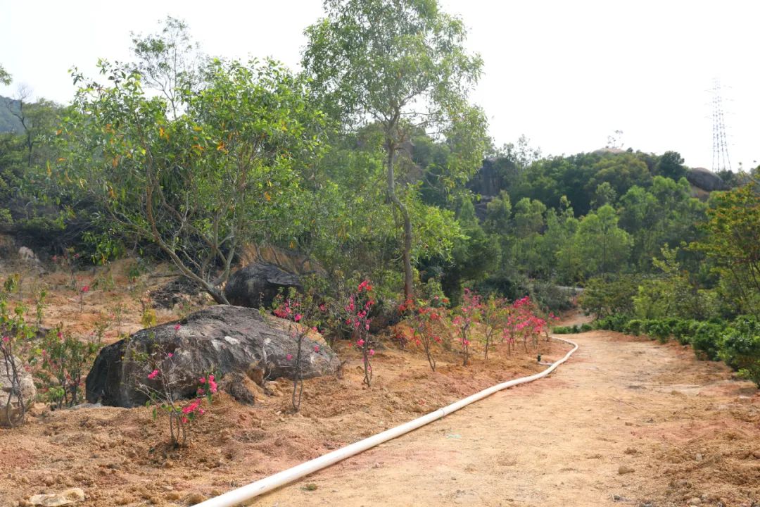 三灶鎮義務植樹造美景觀音山再添新綠