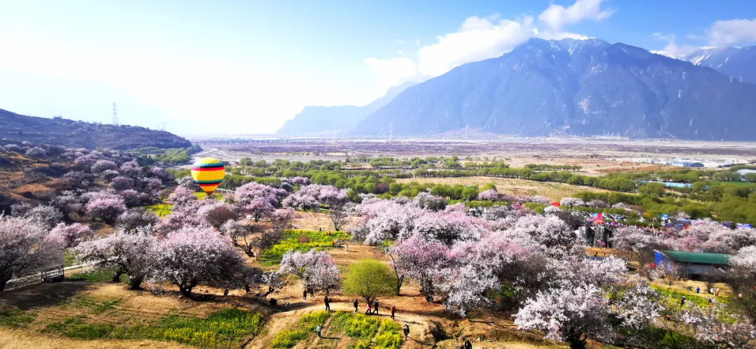 美林芝桃花高清大图来啦