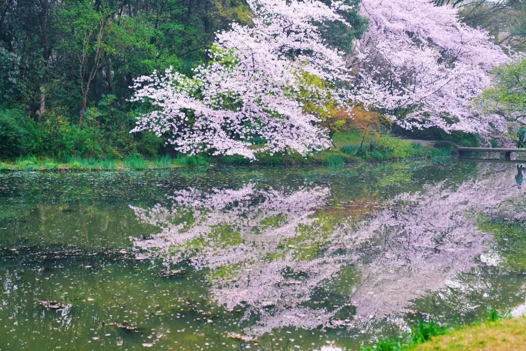 樱花雨图片高清图片