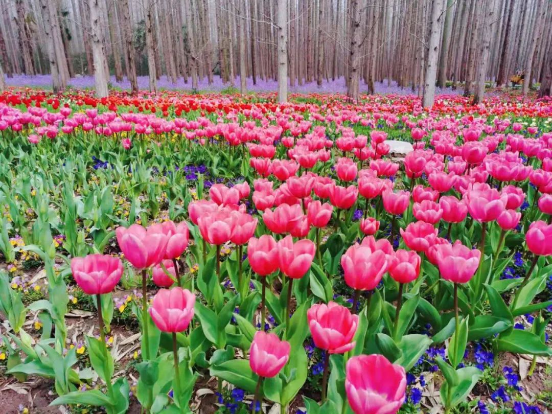崇明花朝节3月24日开幕未到现场也可在宝山这个app云参观