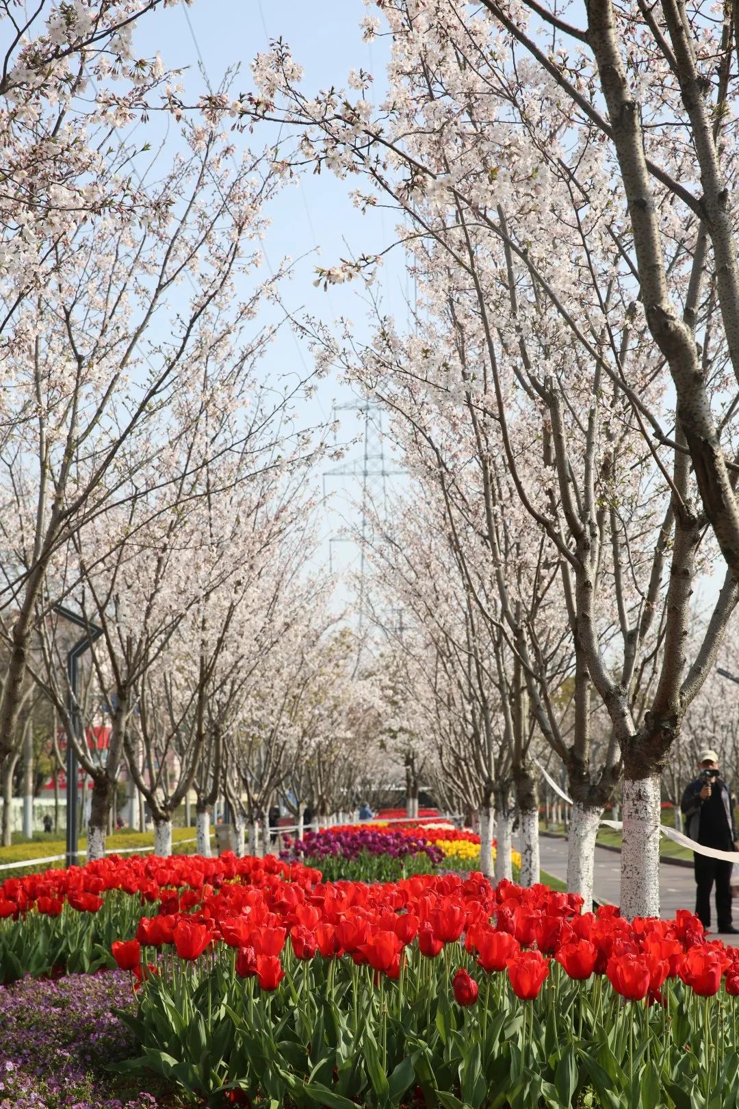 桂江路中環綠廊華涇公園的櫻花開得如雲似雪,唯美浪漫,整個空氣中都