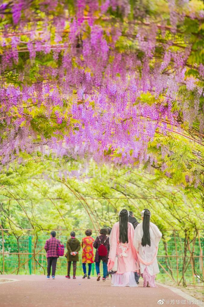 26唯美紫色花海上线