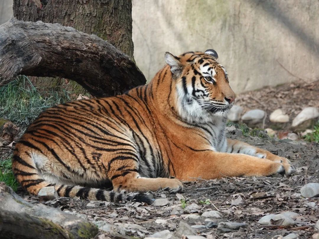 和平公園的東北虎們到上海動物園新家啦快來園區裡看它們吧