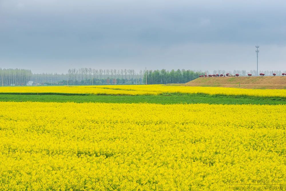 去浦口张圩看油菜花是因为参与南京文旅互动送了两张门票,周五刚好收
