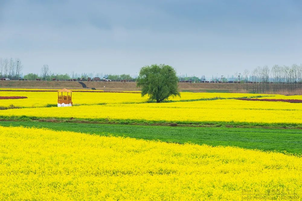 发现宁最美雨后的张圩油菜花海