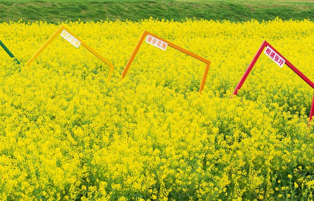 即日起至4月13日地址:南京市浦口区永宁街道张圩油菜花