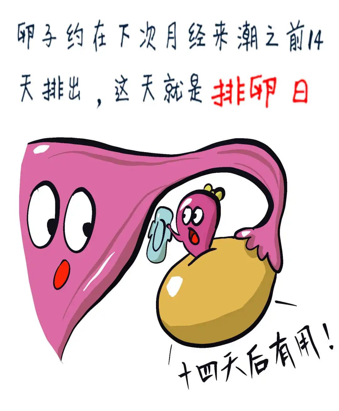 仁济科普小身材大学问说说排卵那些事