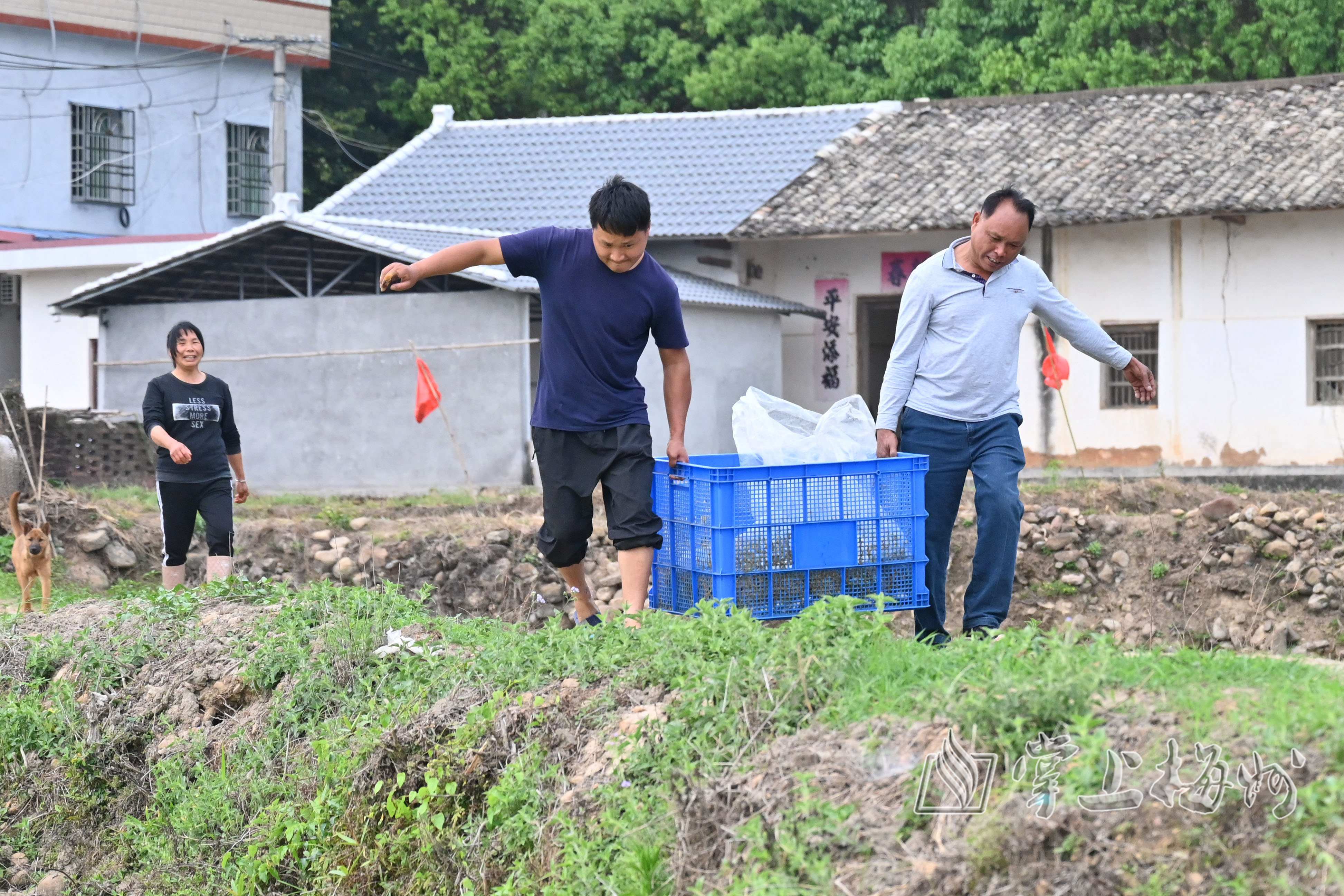 致富经甲鱼养殖视频_致富经甲鱼_致富经养甲鱼视频播放