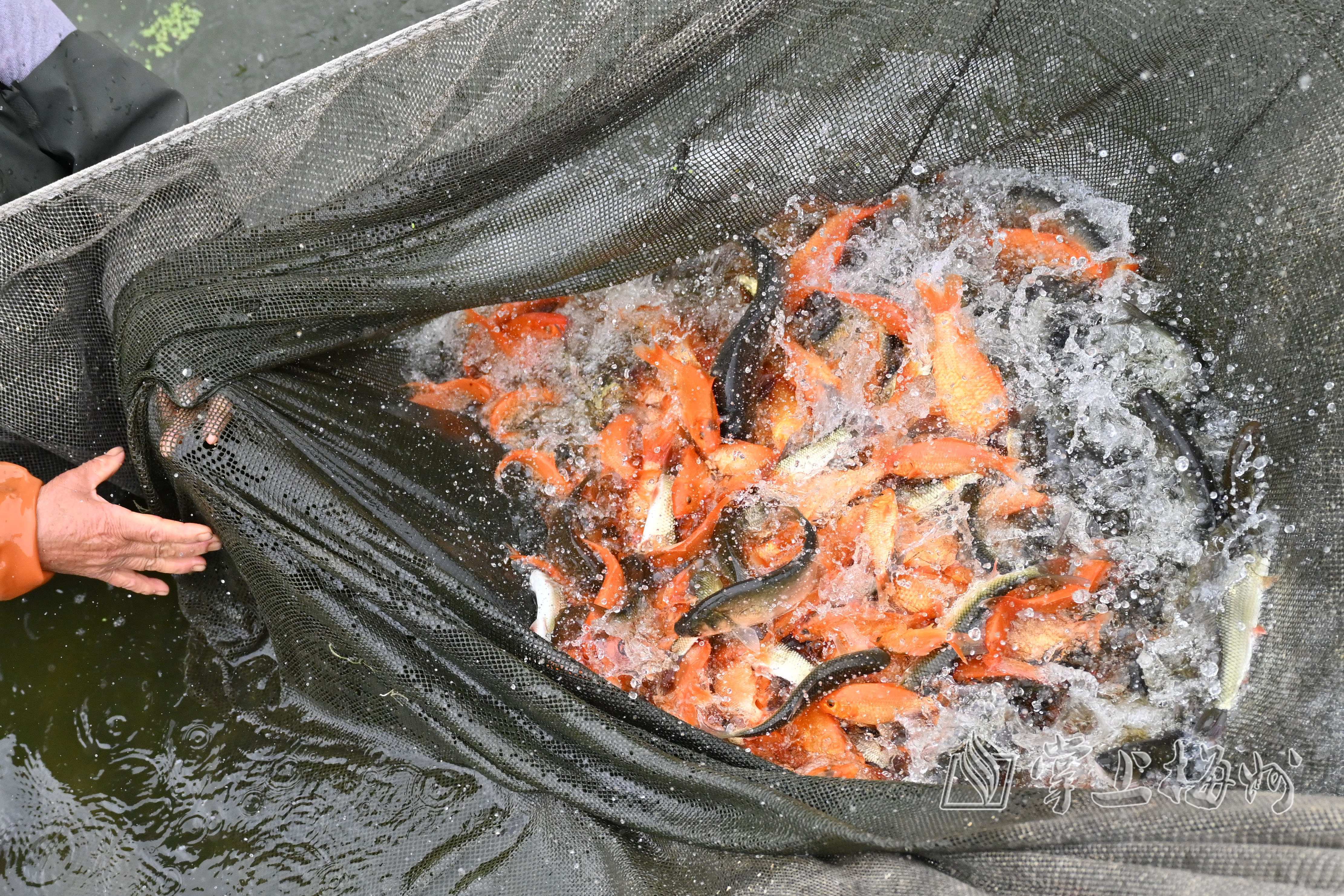 致富经甲鱼_致富经甲鱼养殖视频_致富经养甲鱼视频播放