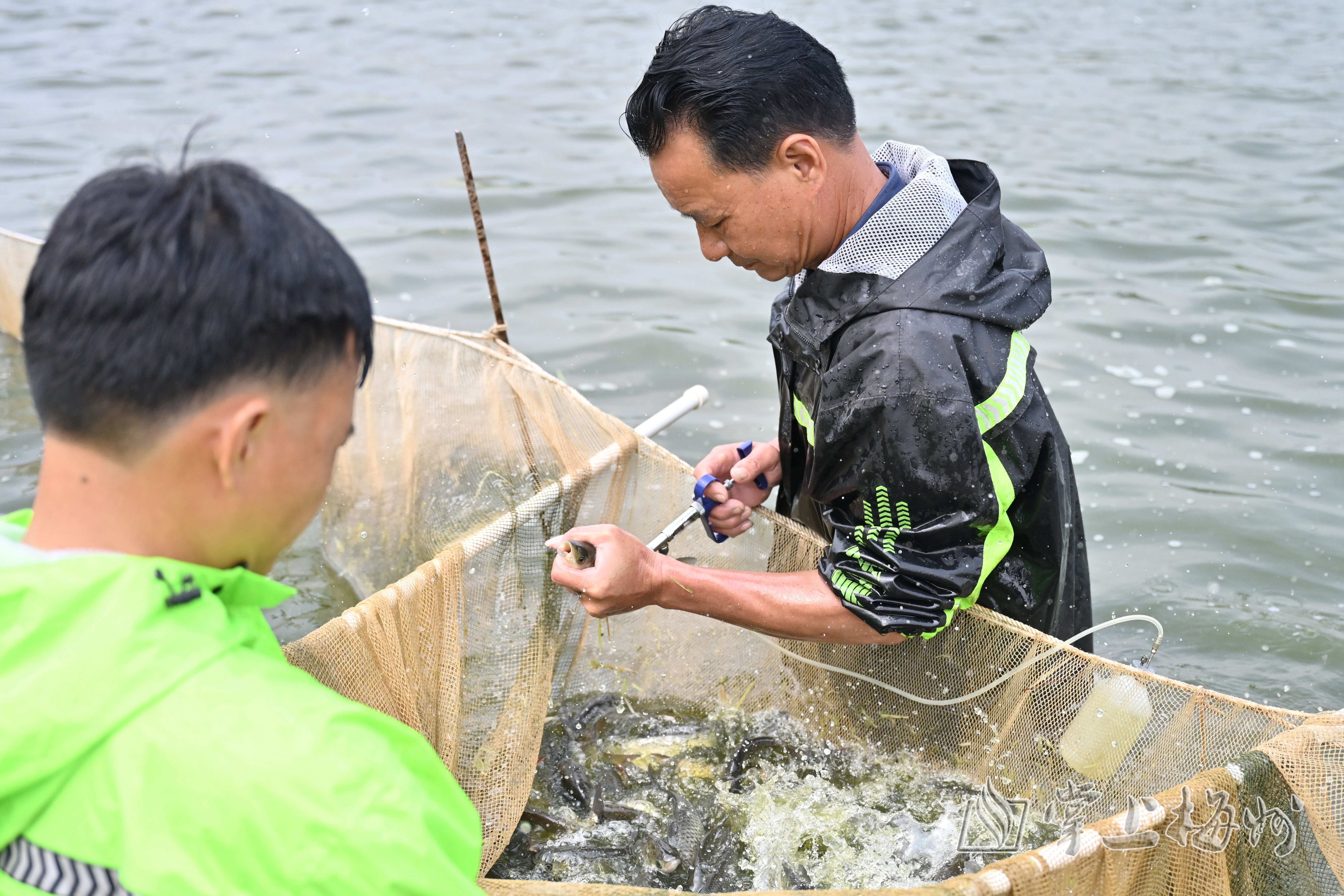 致富经养甲鱼视频播放_致富经甲鱼_致富经甲鱼养殖视频