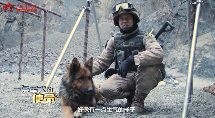 敢跟野狼搏斗的军犬毛毛,它守卫着祖国的边防线