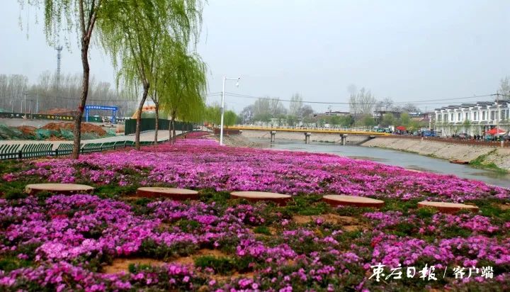 每日速报滕州市2021年优选青年人才100名芝樱花开成海十里繁花春意浓