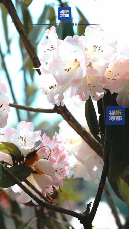 竖屏航拍丨阳春三月天生湖,十里杜鹃"红"出圈!还不来打卡?