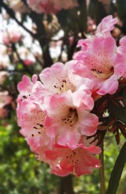 竖屏航拍丨阳春三月天生湖,十里杜鹃"红"出圈!还不来打卡?