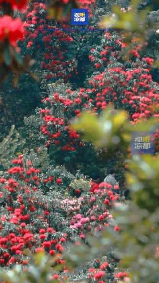 竖屏航拍丨阳春三月天生湖,十里杜鹃"红"出圈!还不来打卡?