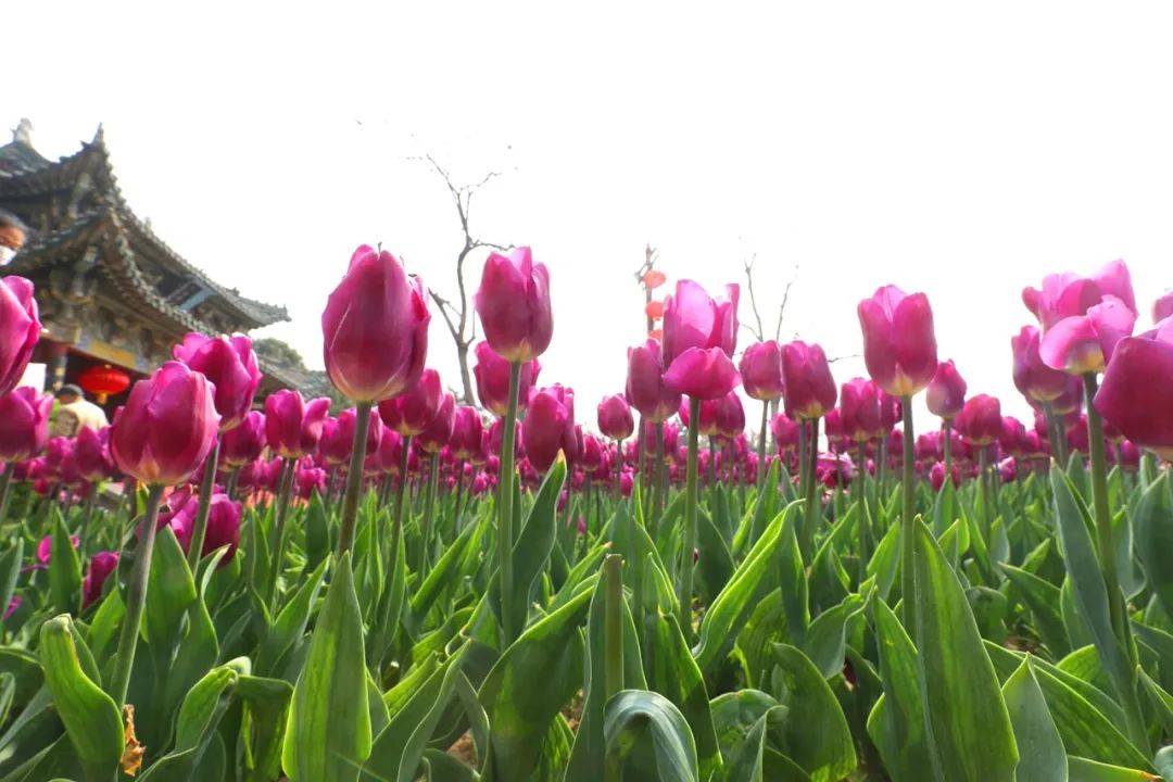 我們的傳統(tǒng)節(jié)日·清明節(jié) ｜ 祭祀拜掃知感恩 踏青郊游承民俗