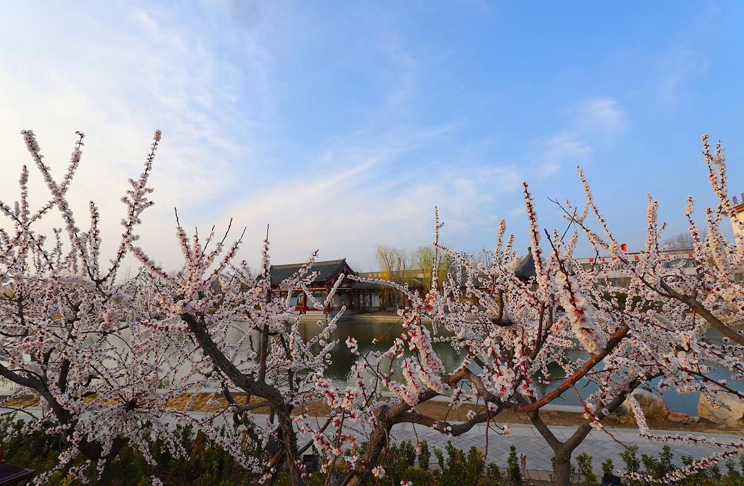 我們的傳統(tǒng)節(jié)日·清明節(jié) ｜ 祭祀拜掃知感恩 踏青郊游承民俗