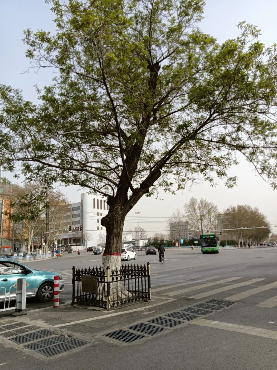 这颗大树名叫枫杨树,长在新华北路与大通街交叉口,但却是在机动车道与