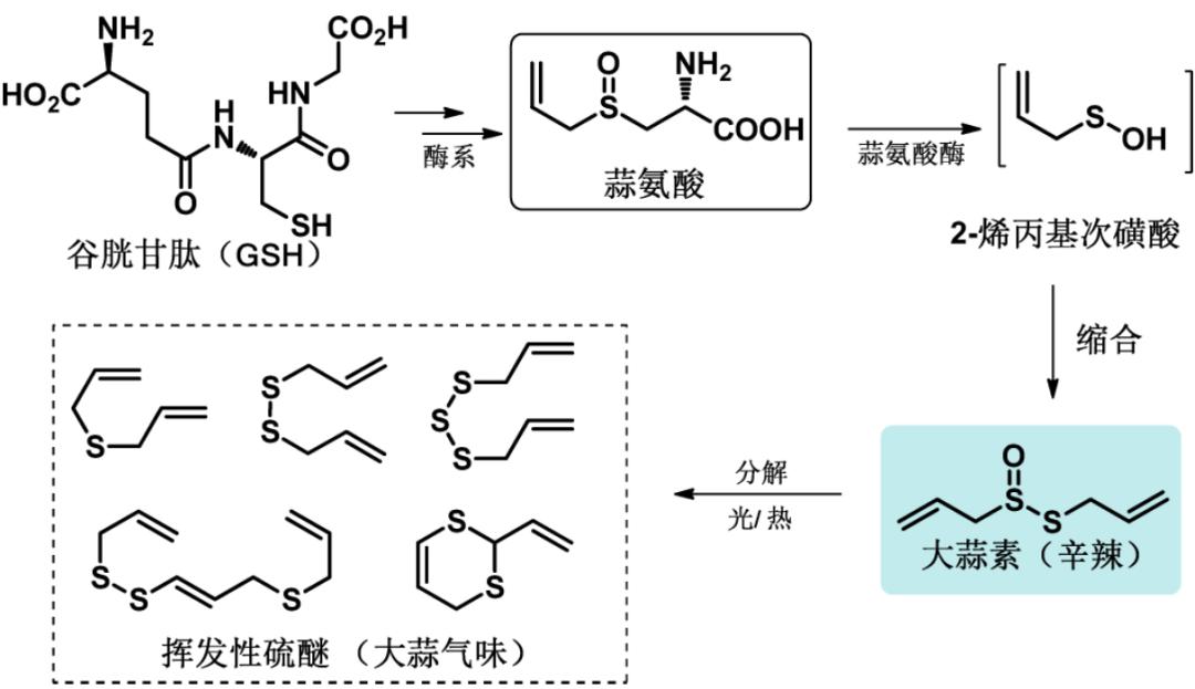 大蒜,也是我们饮食中不可或缺的香辛料