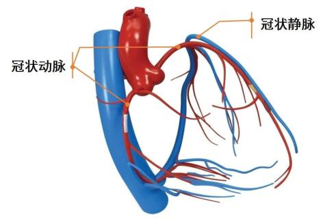 你知道冠状动脉有什么作用吗