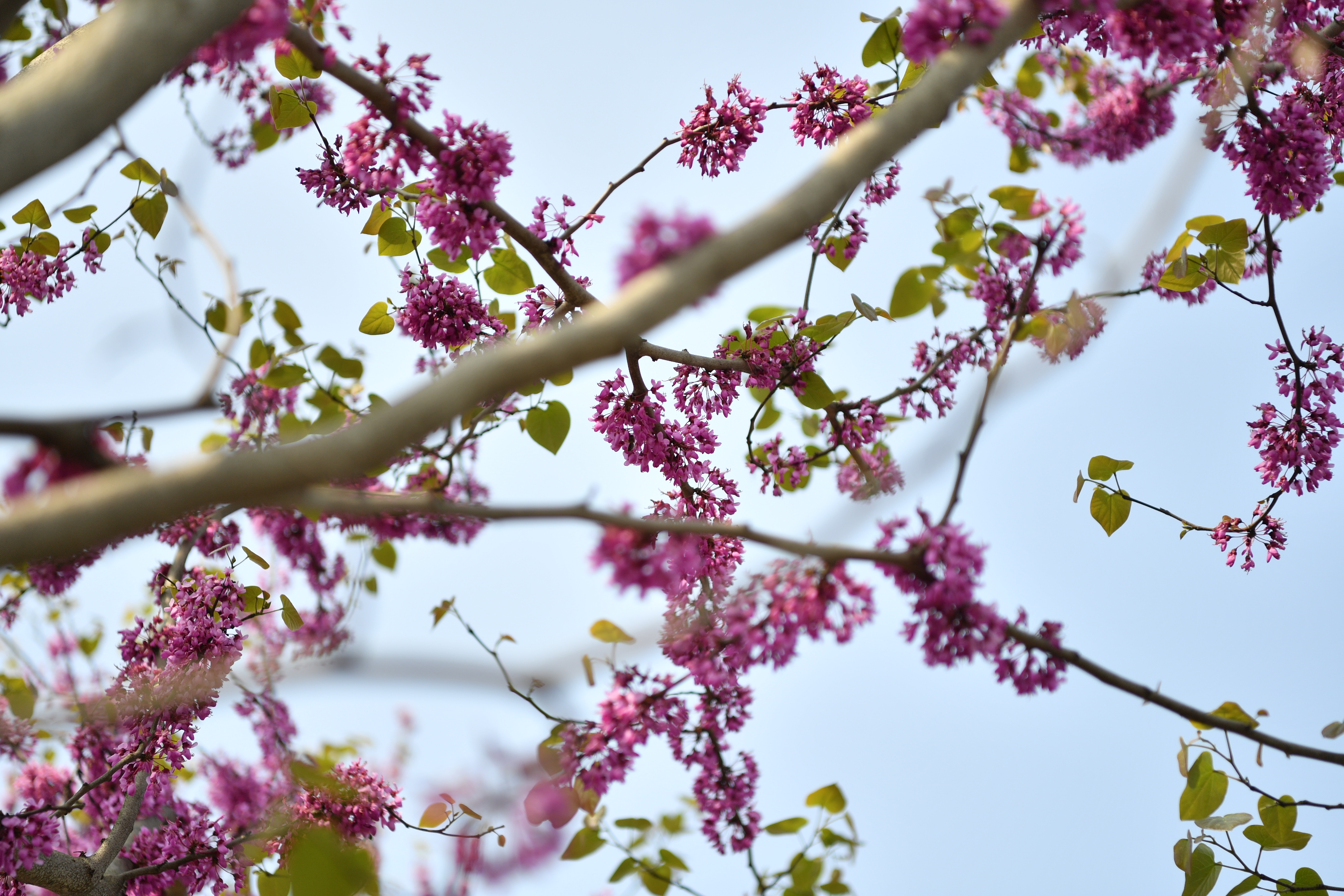 观山湖区石标路上飘来阵阵紫荆花香