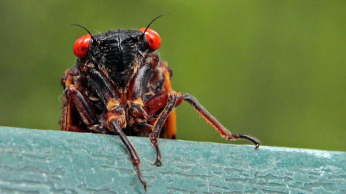 美国将上演奇观：一群昆虫在地下度过17年，它们决定上来