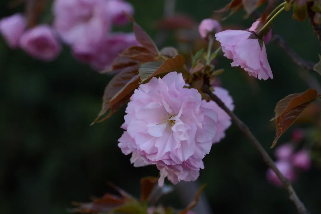 桃李杏梅梨樱春天的姹紫嫣红如何分清