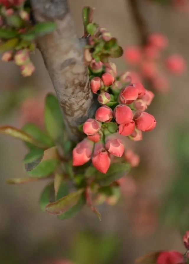 贴梗海棠的花蕾