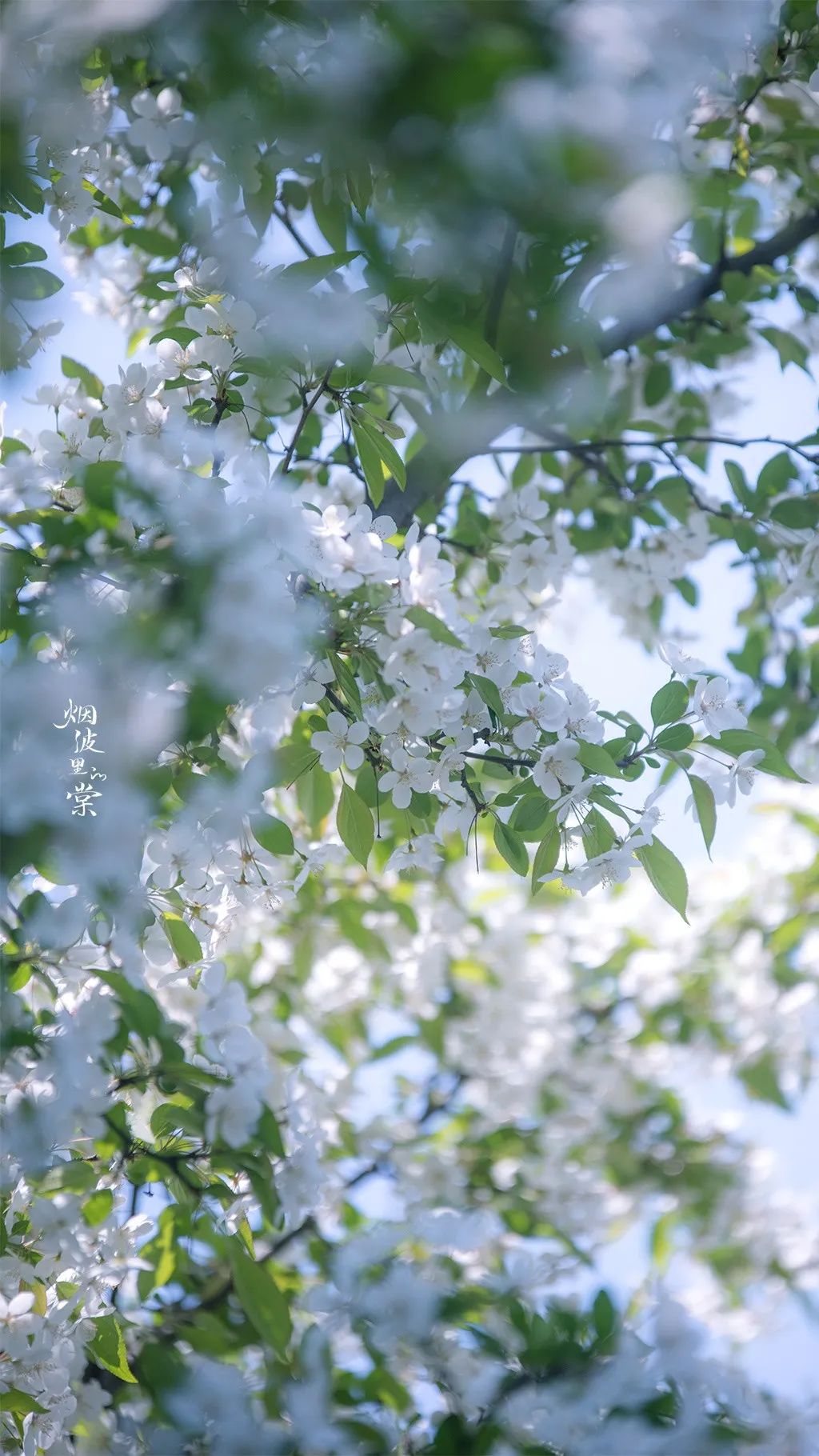 图源:@烟波里的棠『明故宫』繁于桃李盛于梅一城花谢花开岁月海棠依旧