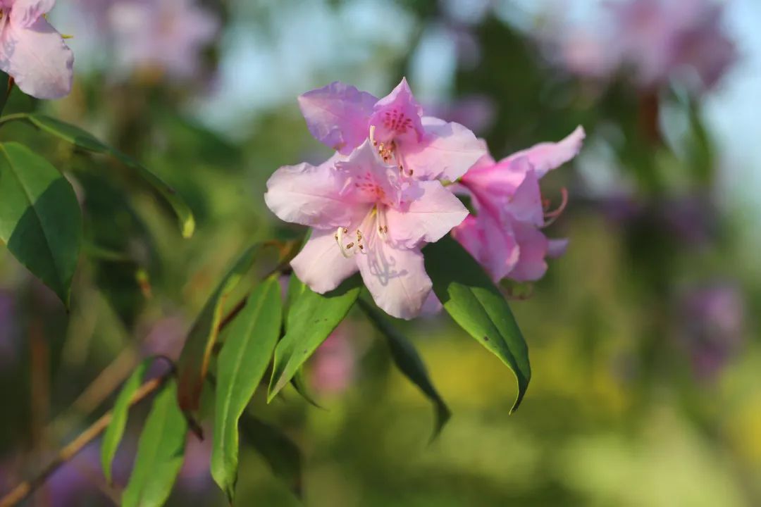 野生杜鵑王鹿角杜鵑綻放上海植物園