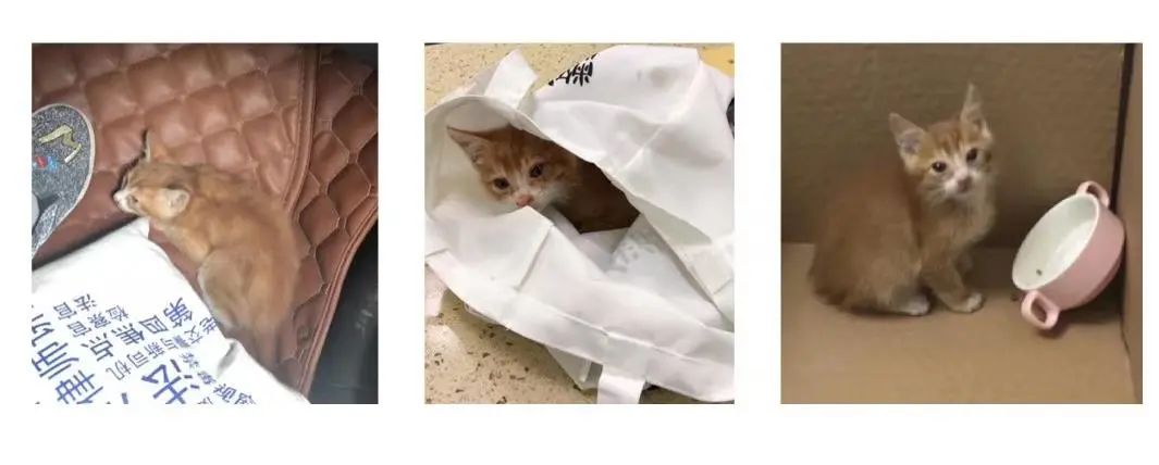 小猫咪能有什么坏心思呢