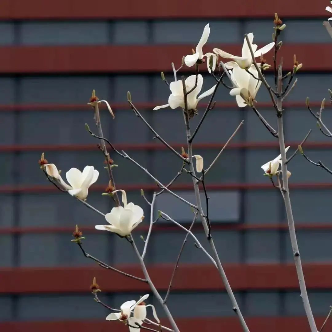 河北医科大学校花图片